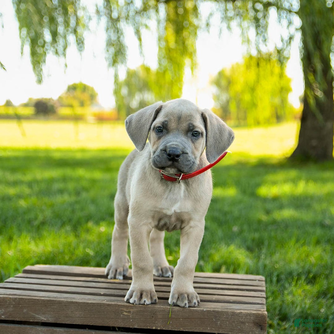 Cane Corso dogs for sale: Infinity - Ad 3
