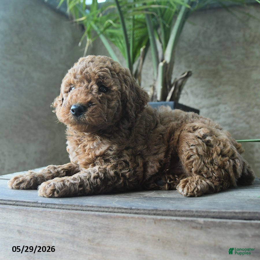 Miniature Poodle dogs Valentine - Ad 2