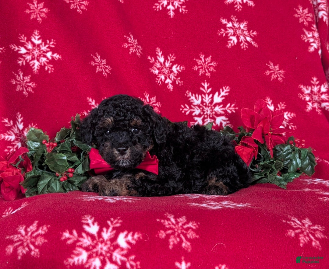 Havapoo dogs for sale: Blake Ready for Christmas! - Ad 4
