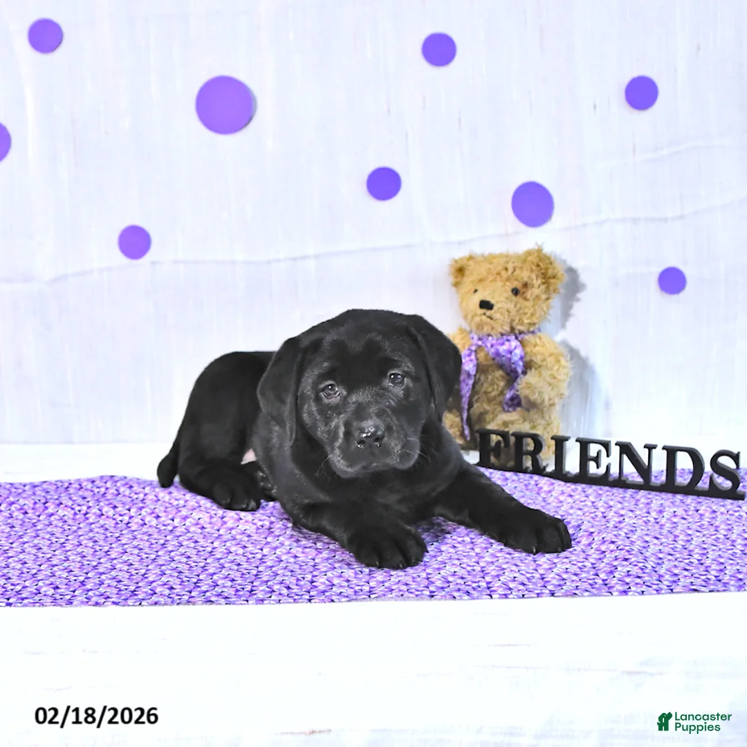 Labrador Retriever dogs for sale: Princess - Ad 4