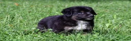 Miniature Australian Shepherd dogs for sale: Ian - Ad 2