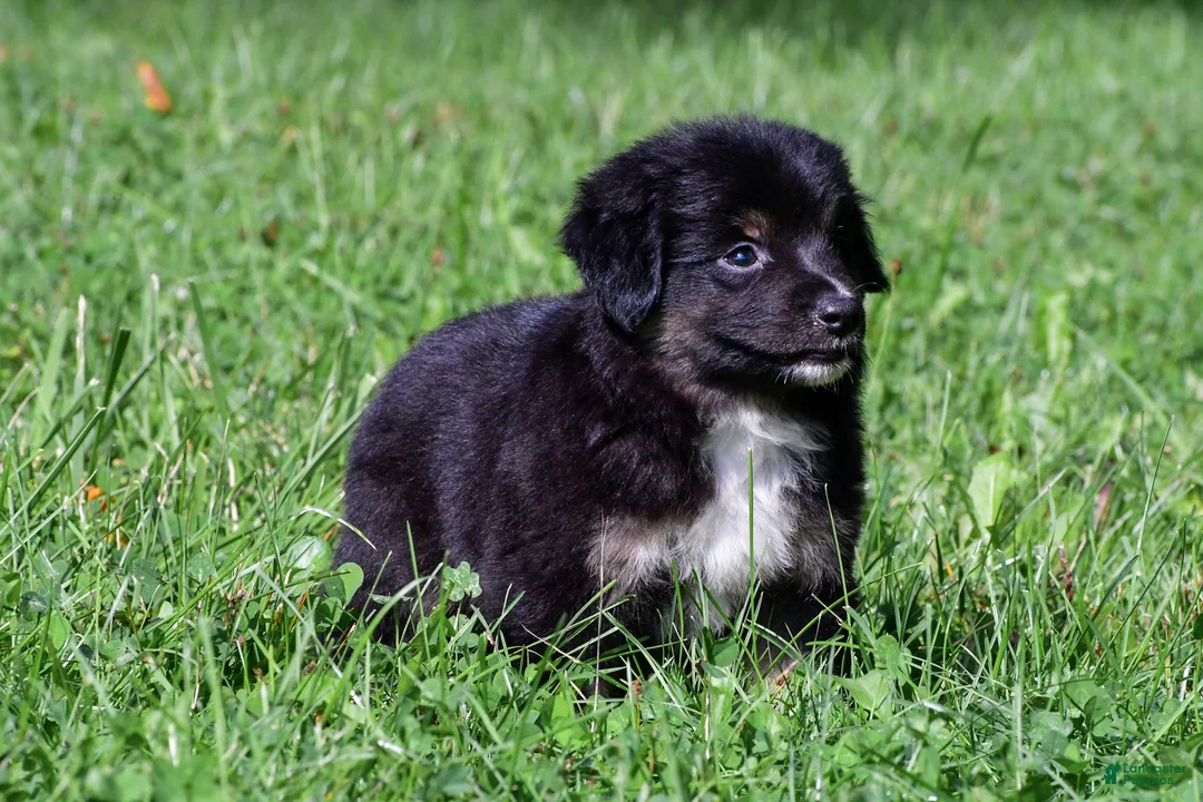 Miniature Australian Shepherd dogs for sale: Ian - Ad 2