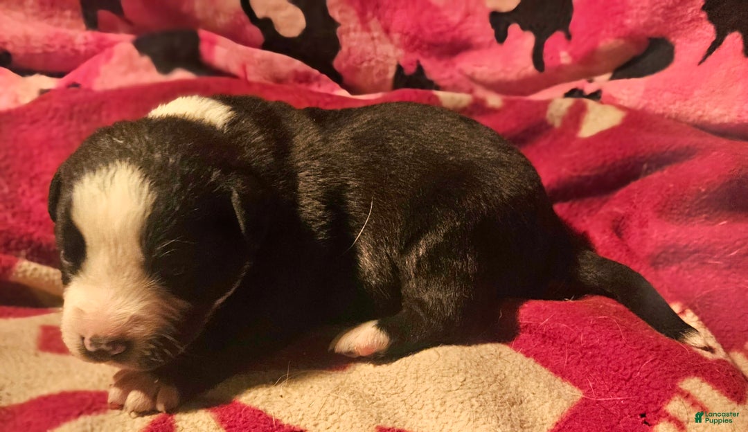 Border Collie dogs for sale: Earl - Ad 7