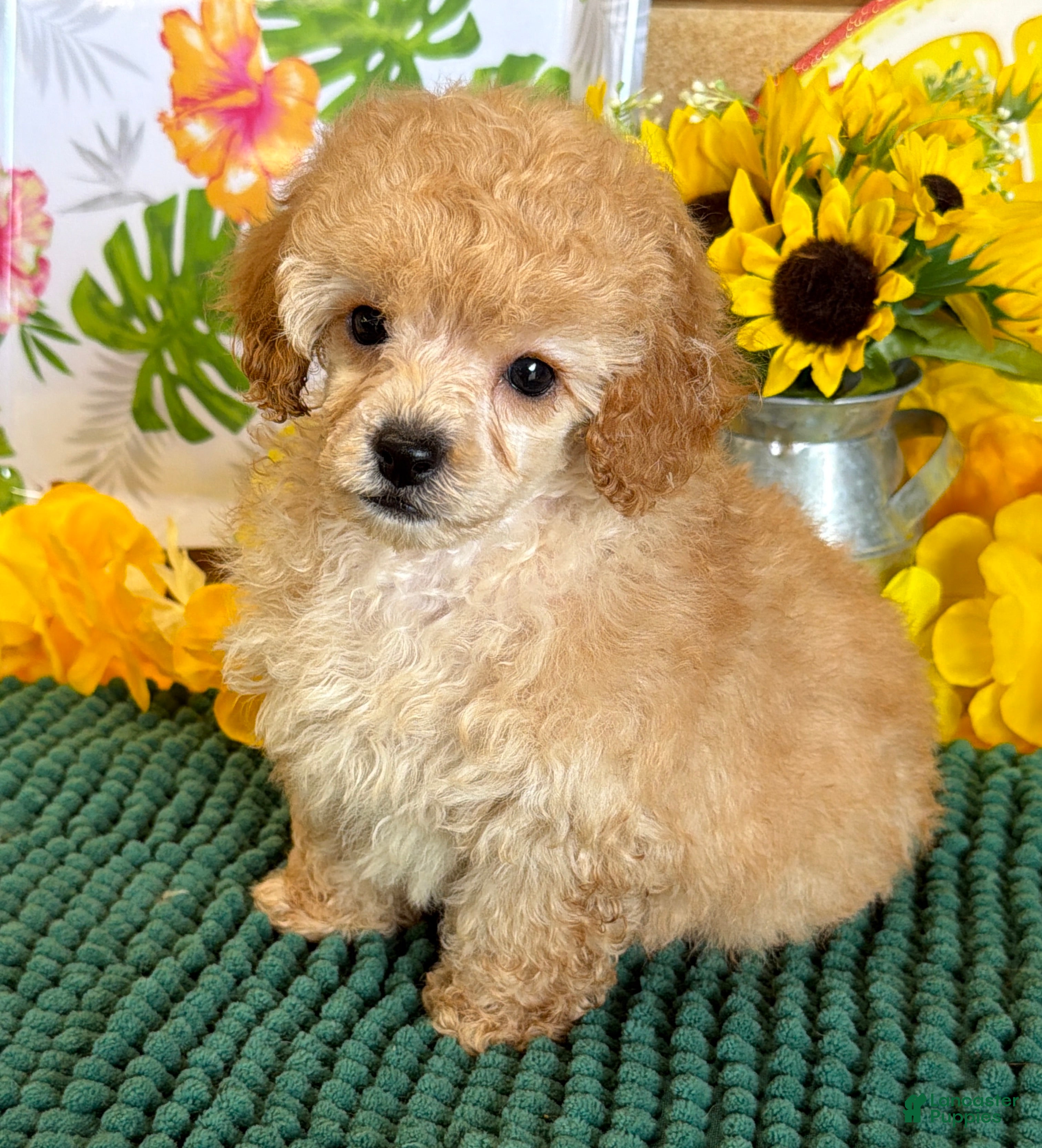 Toy Poodle dogs Fluff Boy - Ad 39