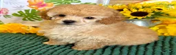 Toy Poodle dogs for sale: Fluff Boy - Ad 1