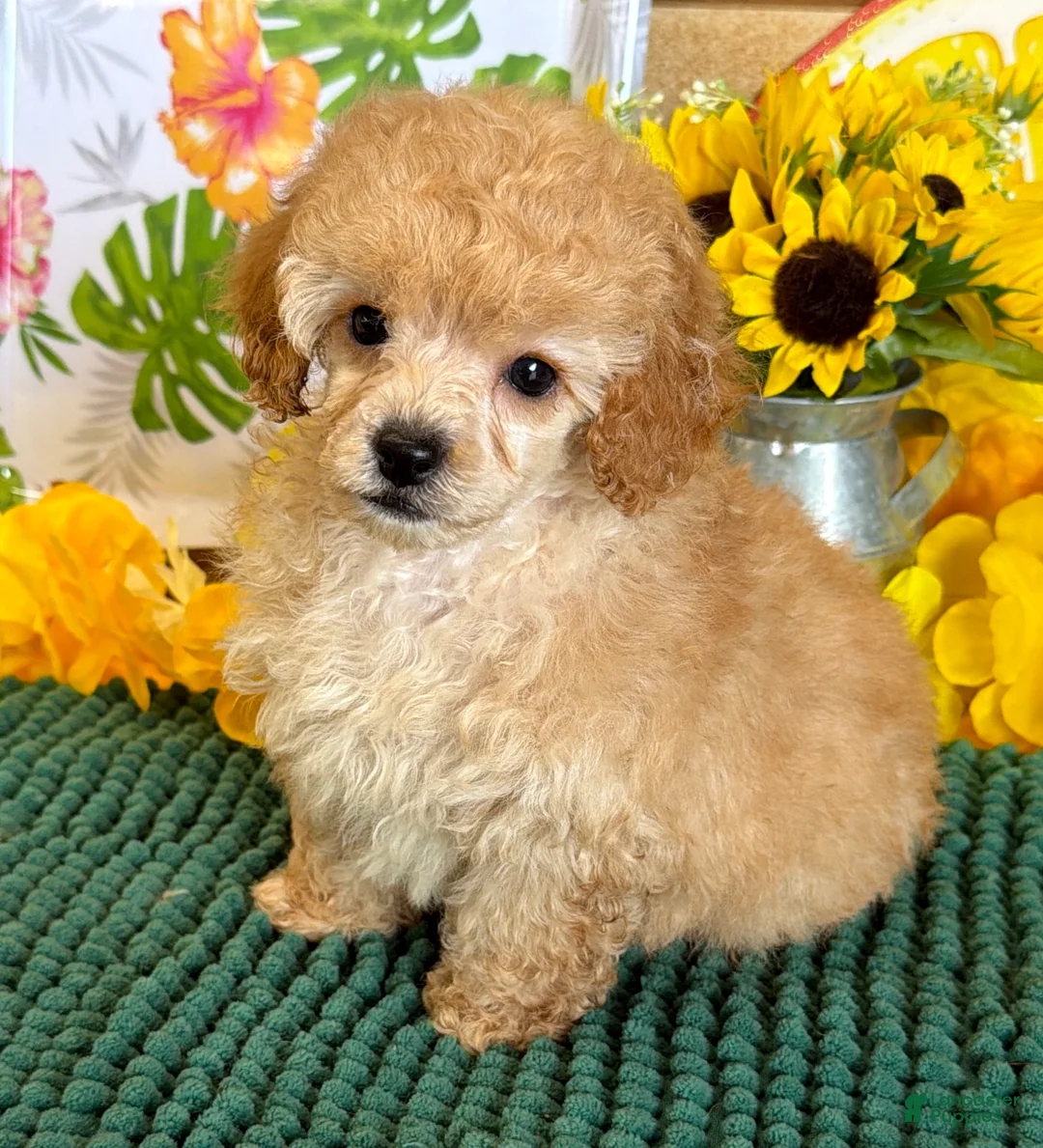 Toy Poodle dogs for sale: Fluff Boy - Ad 1