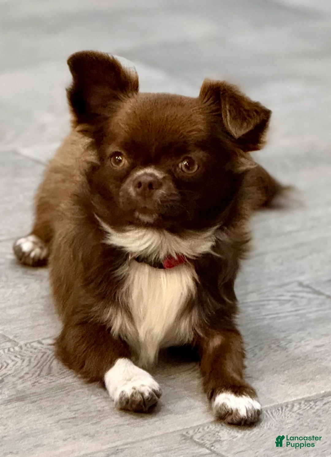 Chihuahua dogs for sale: Merle  - Ad 8