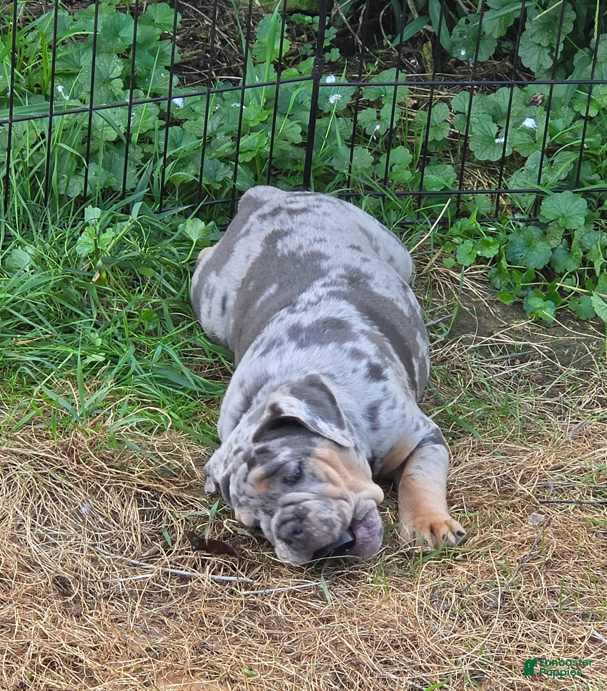 English Bulldog dogs Sparkle lilac and tan merle  - Ad 2