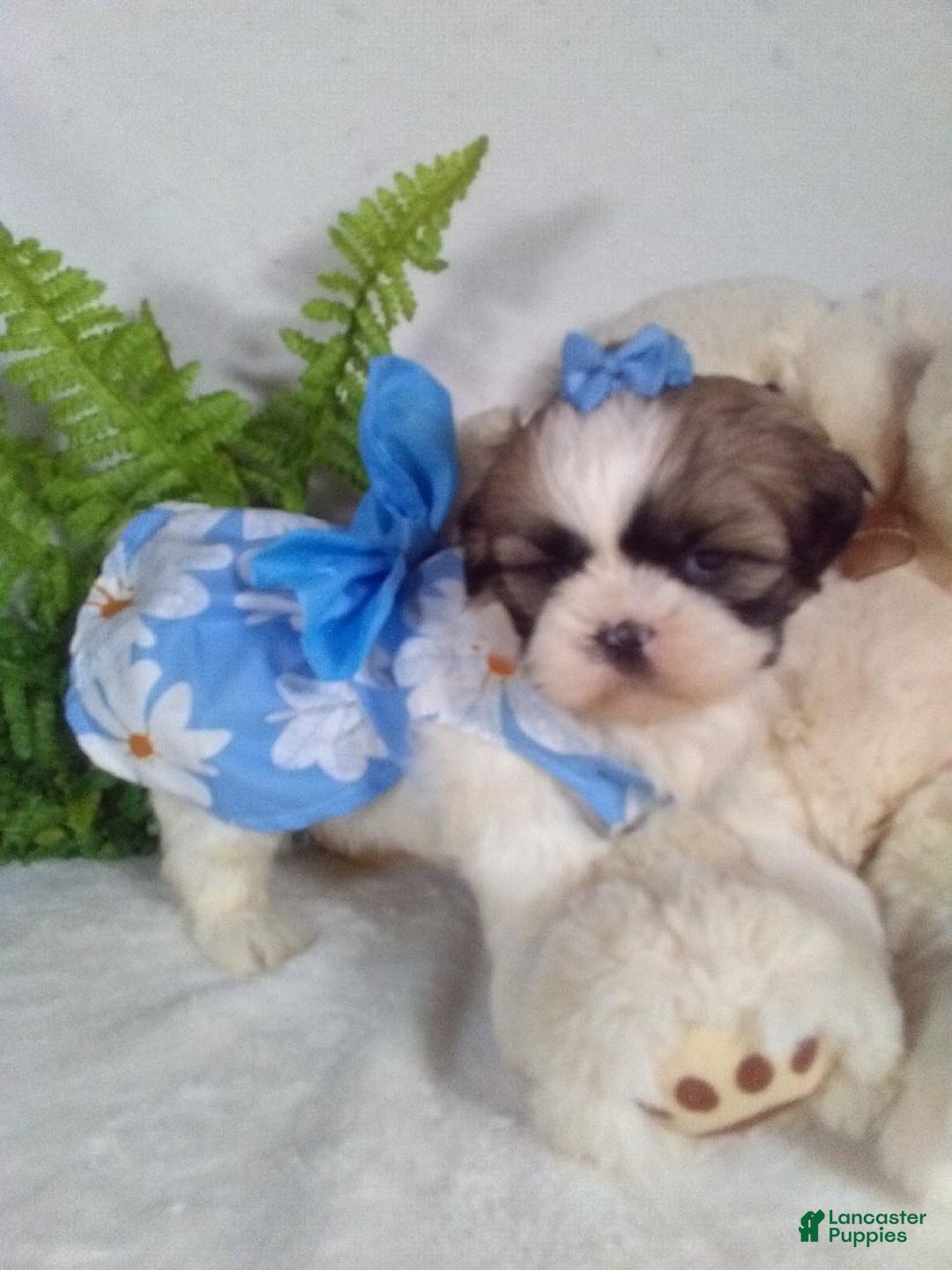 Shih Tzu dogs for sale: Candy - Ad 4