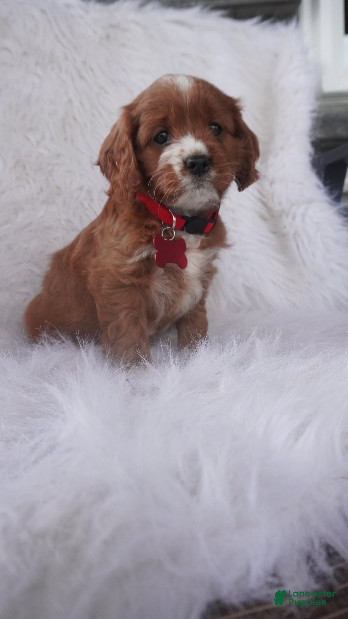 Cavapoo dogs Iris - Ad 2