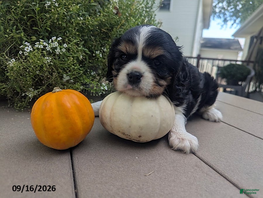 Cavalier King Charles Spaniel dogs Talith - Ad 1