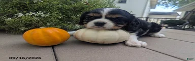 Talith