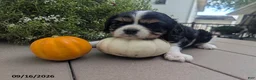 Cavalier King Charles Spaniel dogs for sale: Talith - Ad 1