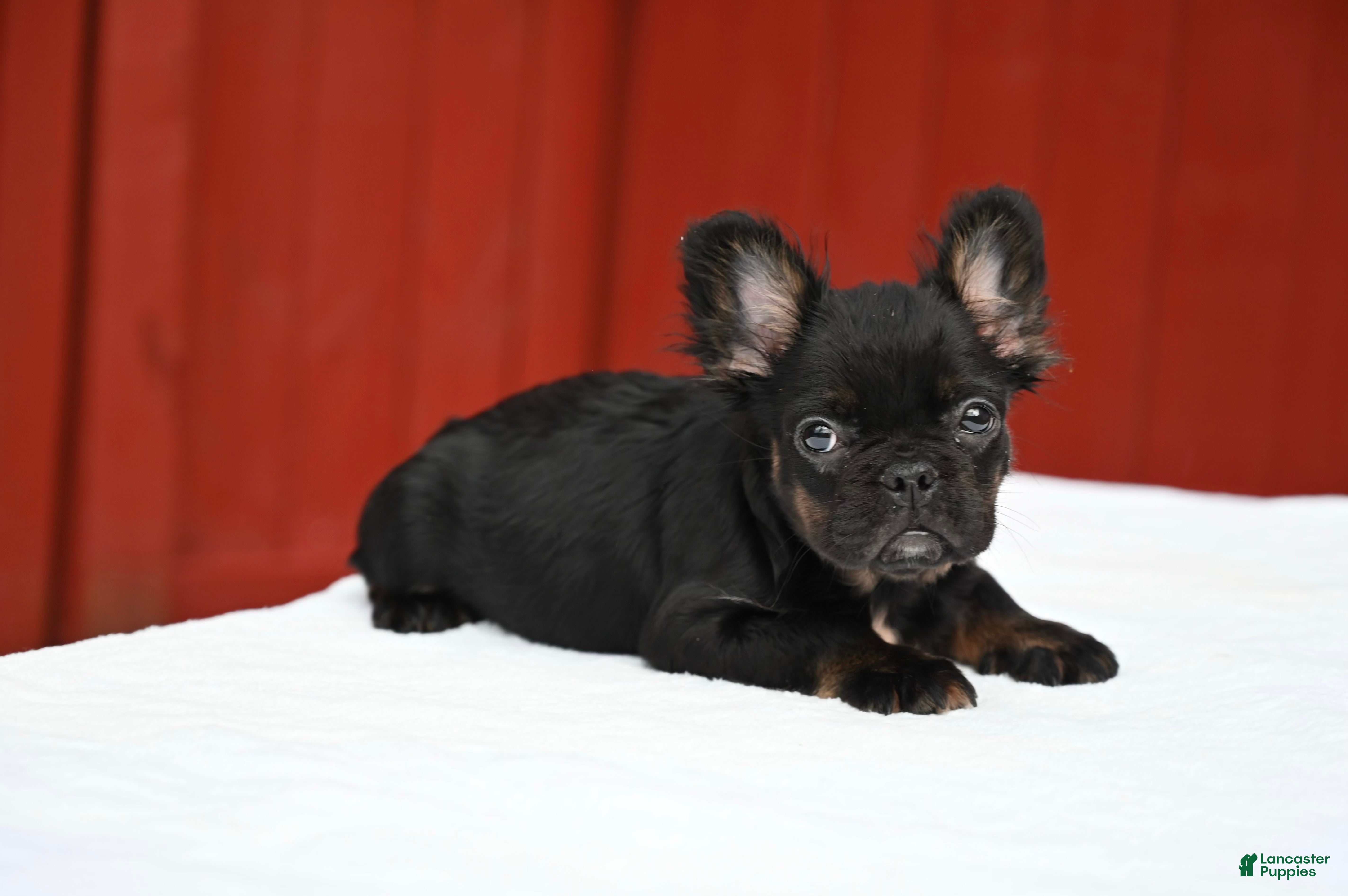 French Bulldog dogs Lillian - Ad 2