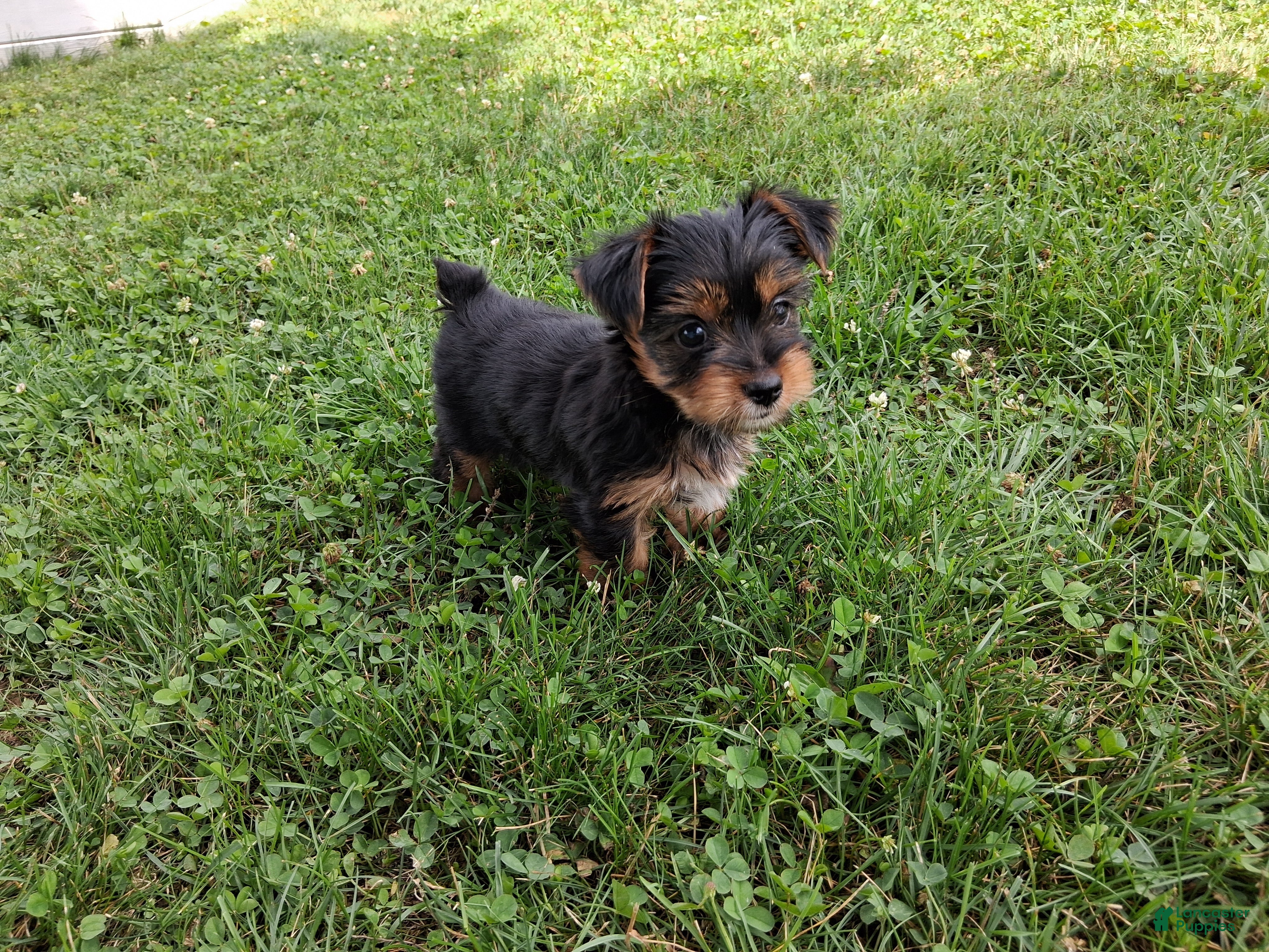 Yorkshire Terrier dogs Coffee AKC  - Ad 35