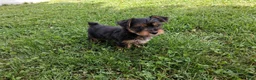 Yorkshire Terrier dogs for sale: Coffee AKC  - Ad 2