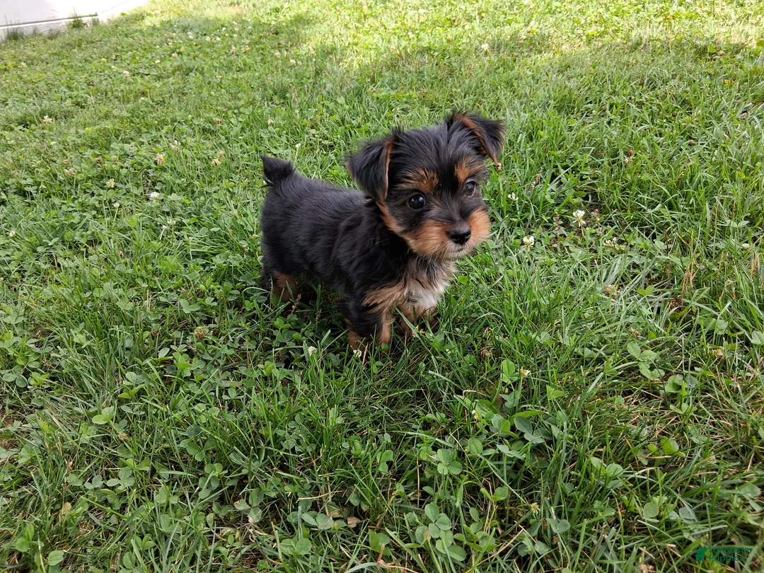 Yorkshire Terrier dogs for sale: Coffee AKC  - Ad 2