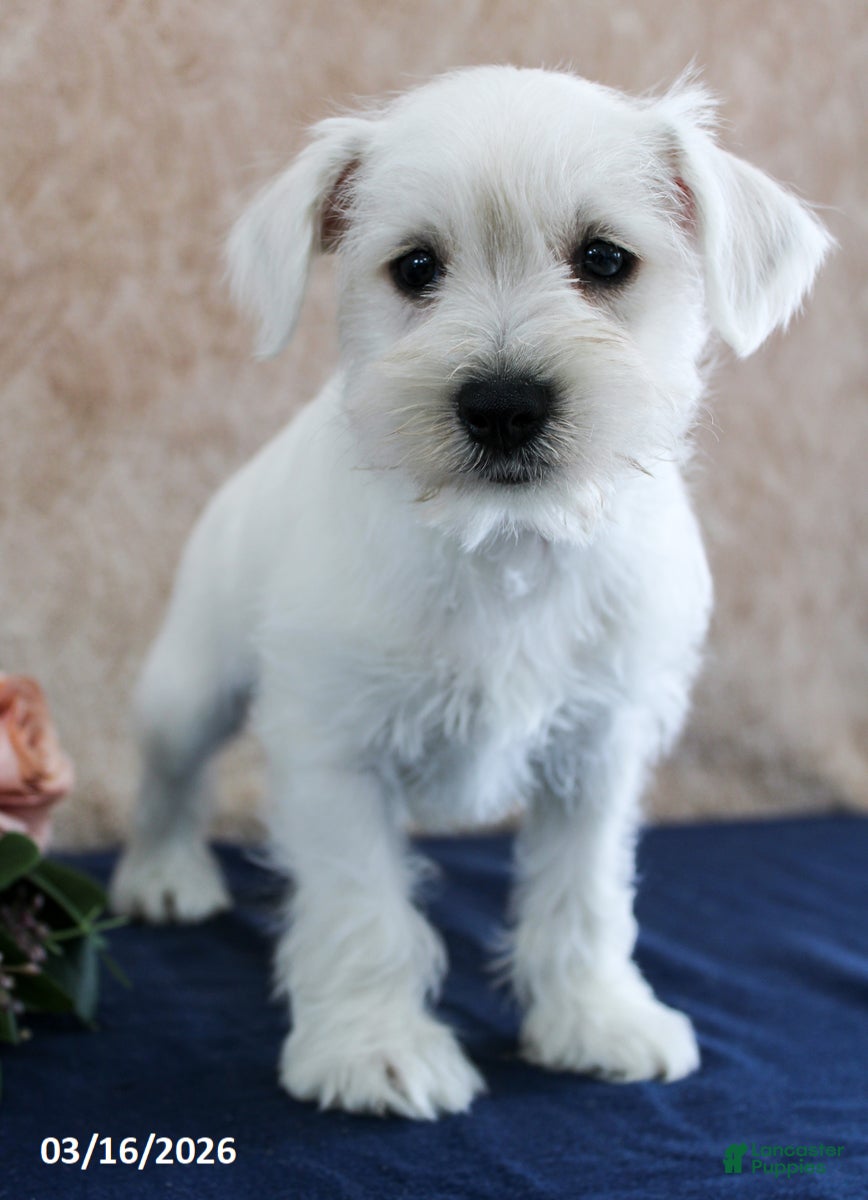 Miniature Schnauzer dogs Quincey - Ad 1