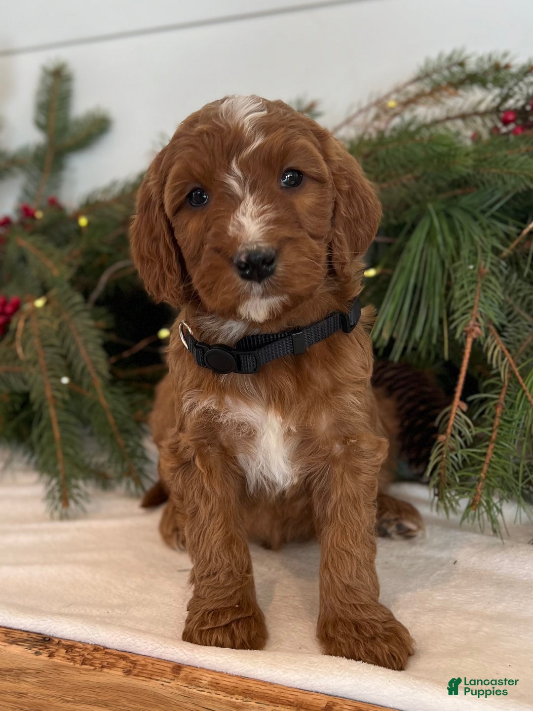 Irish Doodle dogs for sale: Holly - Ad 2