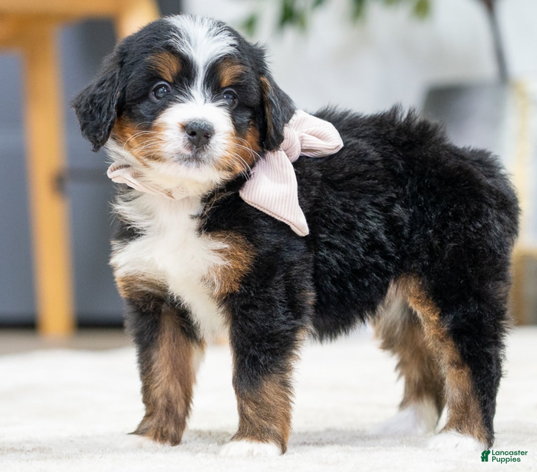 Mini Bernedoodle dogs for sale: Ivory - Ad 1