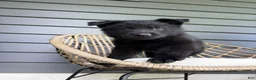 German Shepherd dogs for sale: Duke - Ad 10