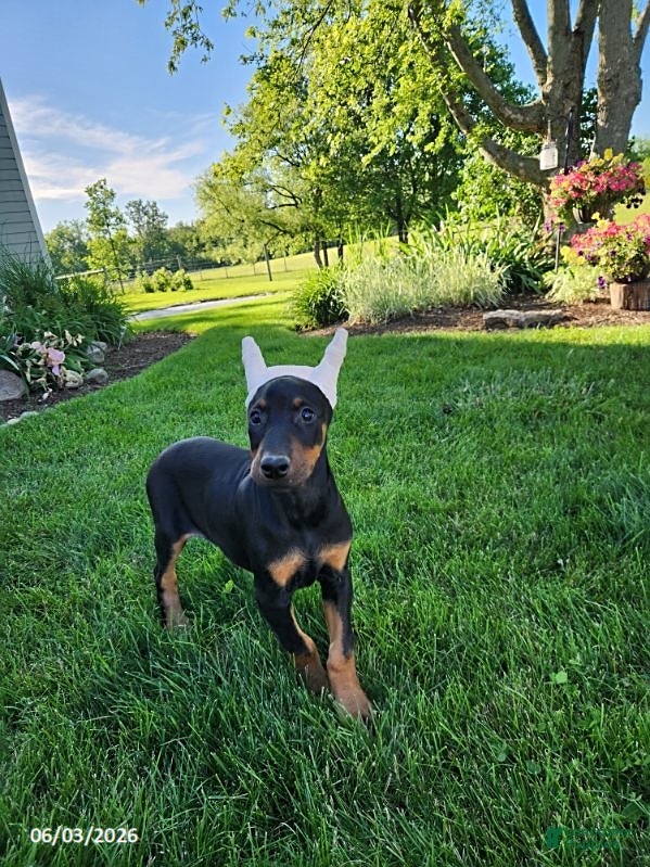 Doberman Pinscher dogs for sale: Roscoe - Ad 5