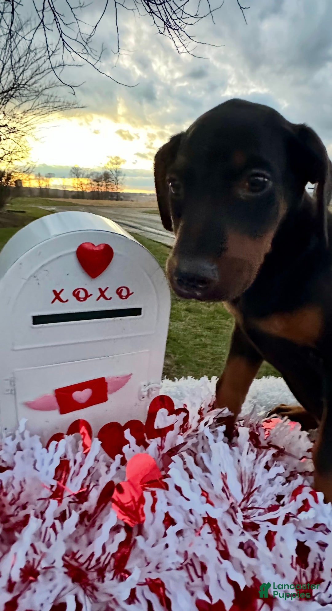 Doberman Pinscher dogs for sale: Doberman Pinscher Black & Tan Valentine - Ad 2