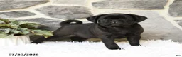 Pug dogs for sale: Bouncer - Ad 5