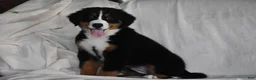Bernese Mountain Dog dogs for sale: Maggie - Ad 6