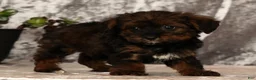 Yorkiepoo dogs for sale: Unity - Ad 1