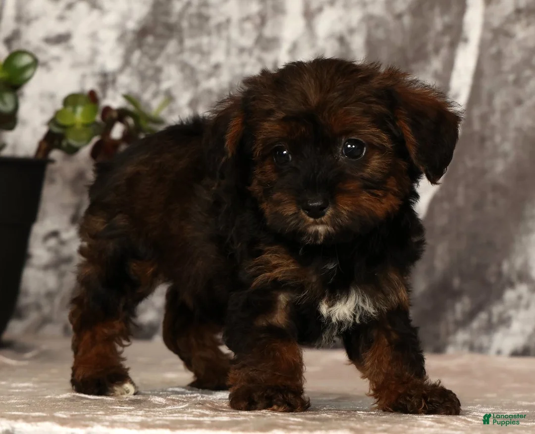 Yorkiepoo dogs for sale: Unity - Ad 1