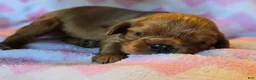 Cavalier King Charles Spaniel dogs for sale: Colt - Ad 1