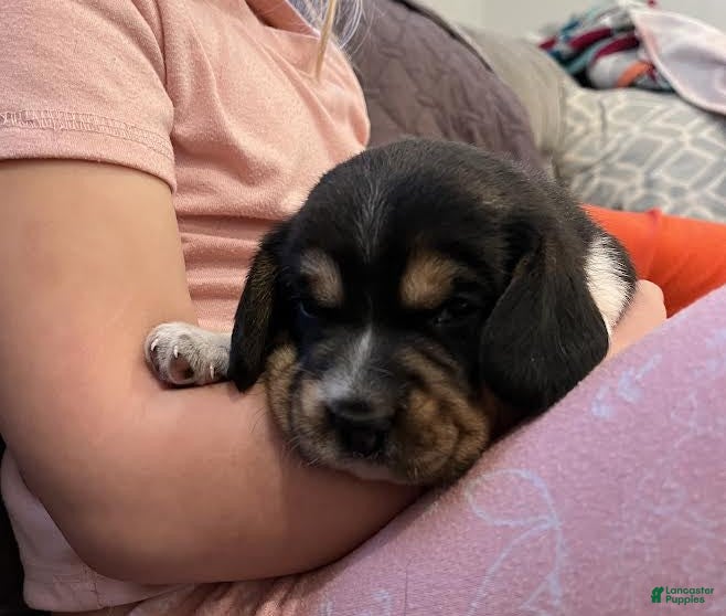 Beagle dogs Charlie - Ad 25