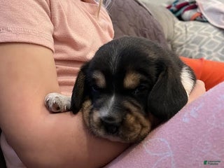 Beagle dogs Charlie - Ad 41