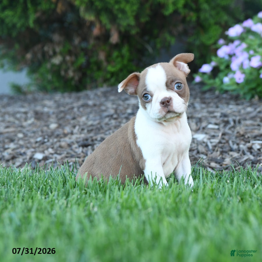 Boston Terrier dogs Edith - Ad 1