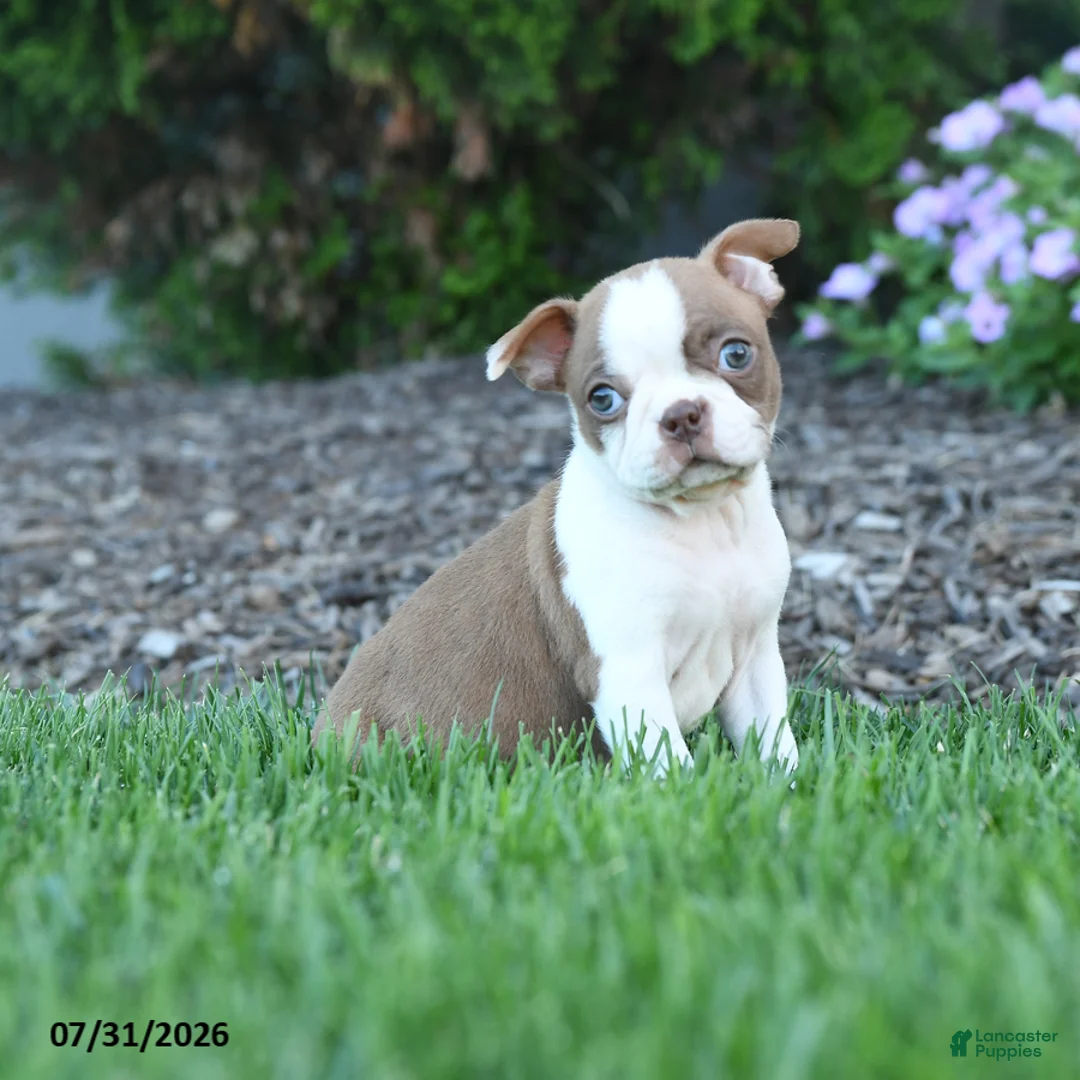 Boston Terrier dogs for sale: Edith - Ad 1