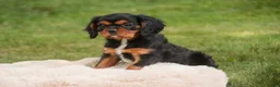 Cavalier King Charles Spaniel dogs for sale: Loki Cavalier King Charles Spaniel - Ad 8