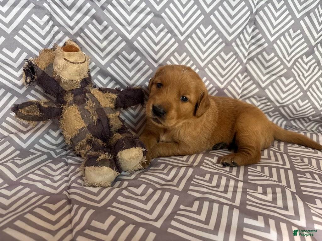 Golden Retriever dogs Light blue - Ad 2