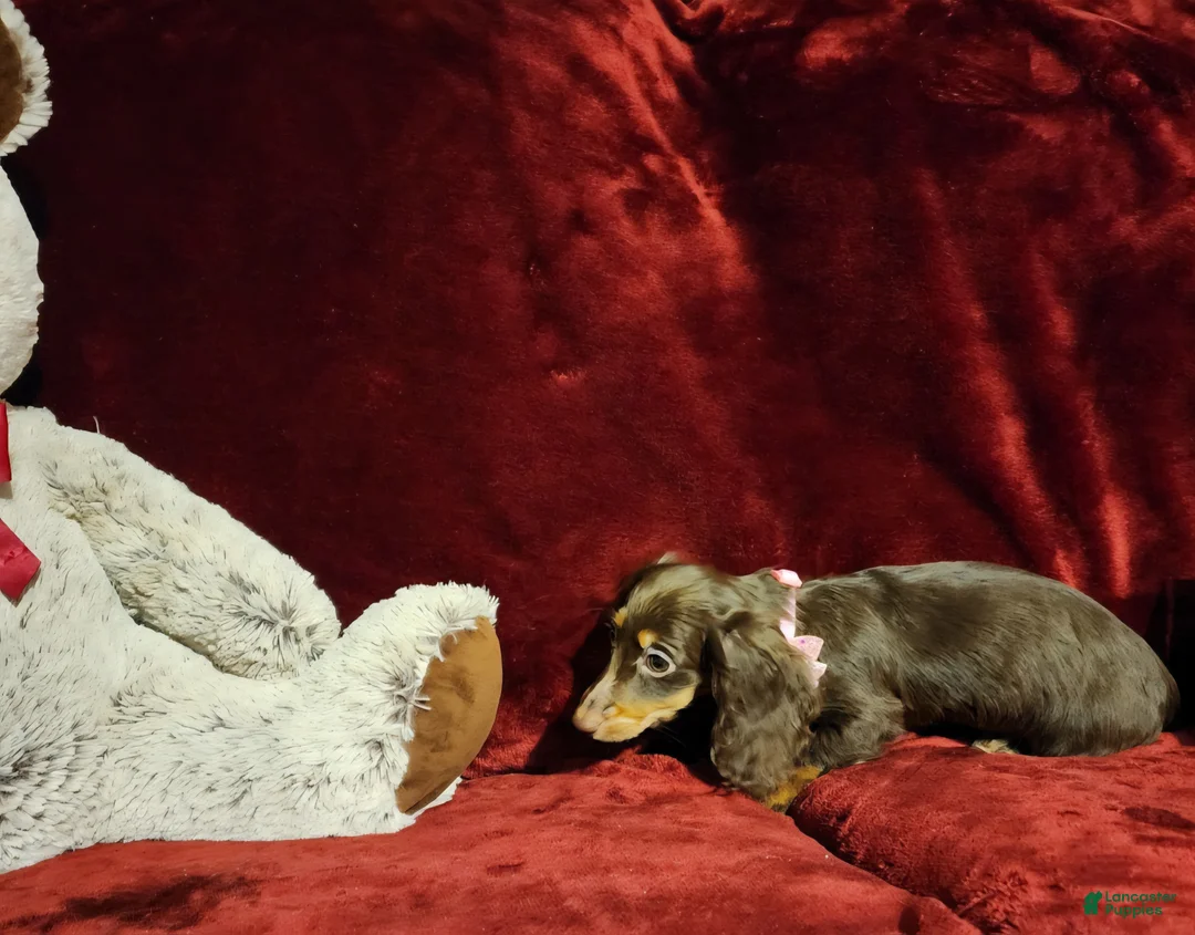 Miniature Dachshund dogs for sale: HAZEL - Ad 2