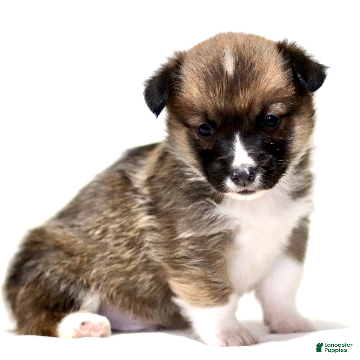 American Corgi dogs Jordan - Ad 2