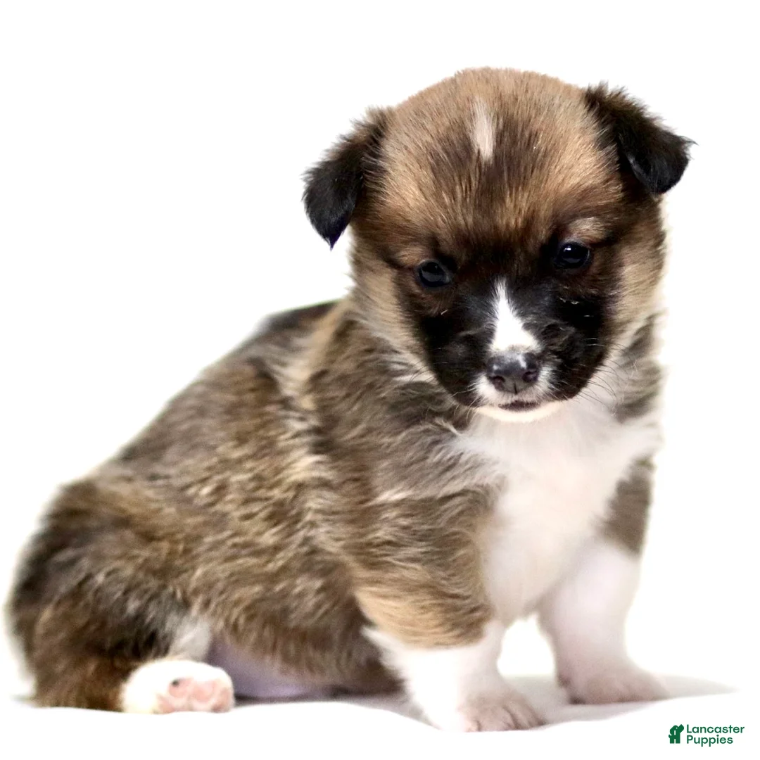 American Corgi dogs for sale: Jordan - Ad 2