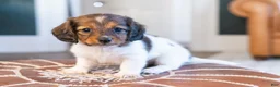 Miniature Dachshund dogs for sale: Schnitzelina von Dramapaws - Ad 1