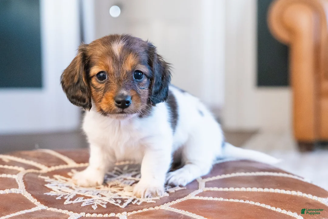 Miniature Dachshund dogs for sale: Schnitzelina von Dramapaws - Ad 1