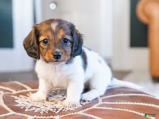 Miniature Dachshund dogs Schnitzelina von Dramapaws - Ad 22