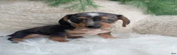 Dachshund dogs for sale: Mia - Ad 4