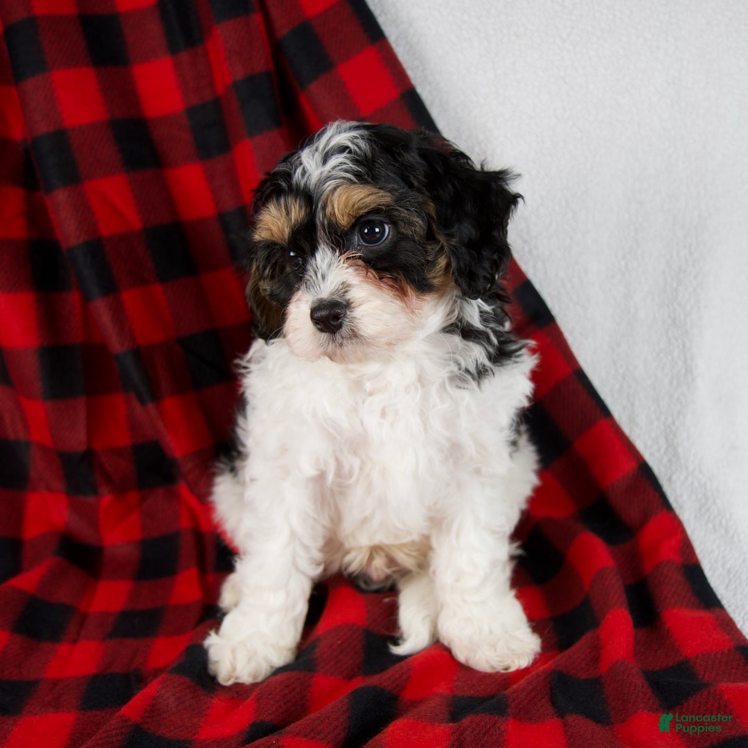 Cavapoo dogs for sale: Enzo - Ad 2