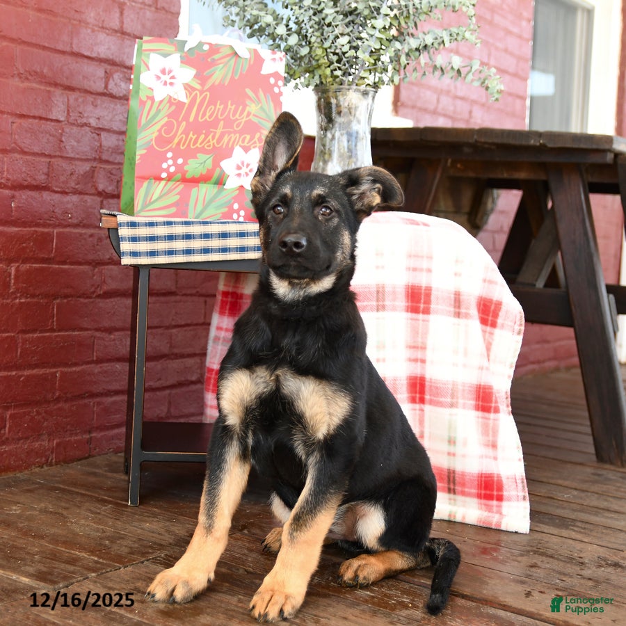 German Shepherd dogs Ginger  - Ad 12