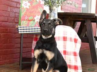 German Shepherd dogs Ginger - Ad 12