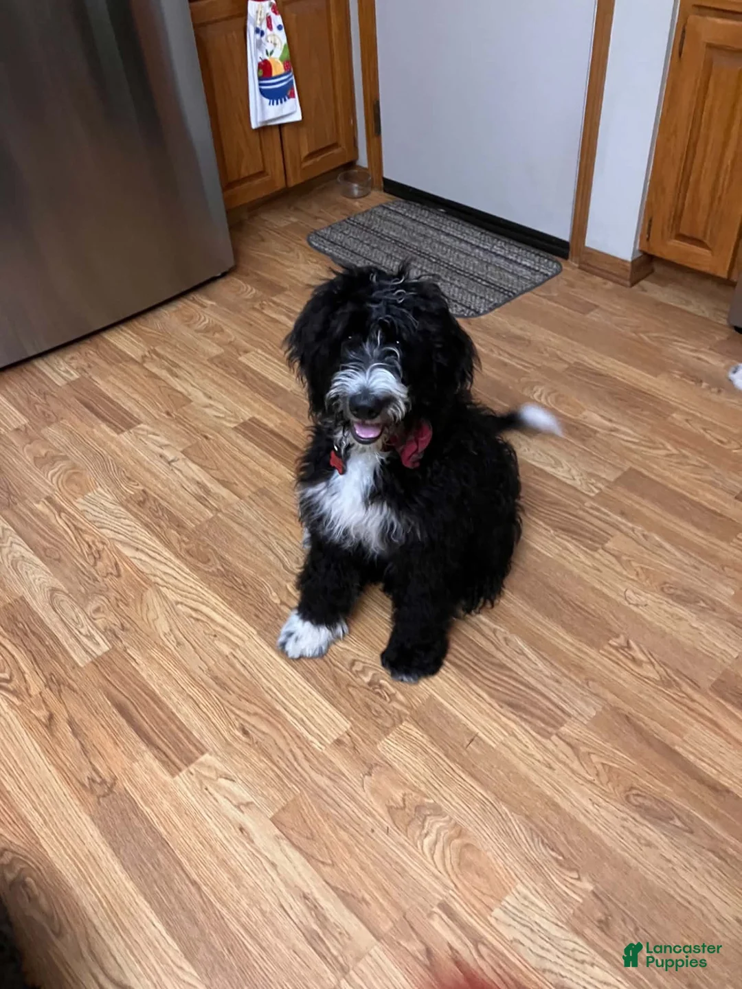 Bernedoodle dogs for sale: Moose - Ad 2