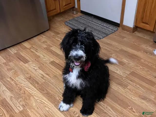 Bernedoodle dogs for sale: Moose - Ad 2
